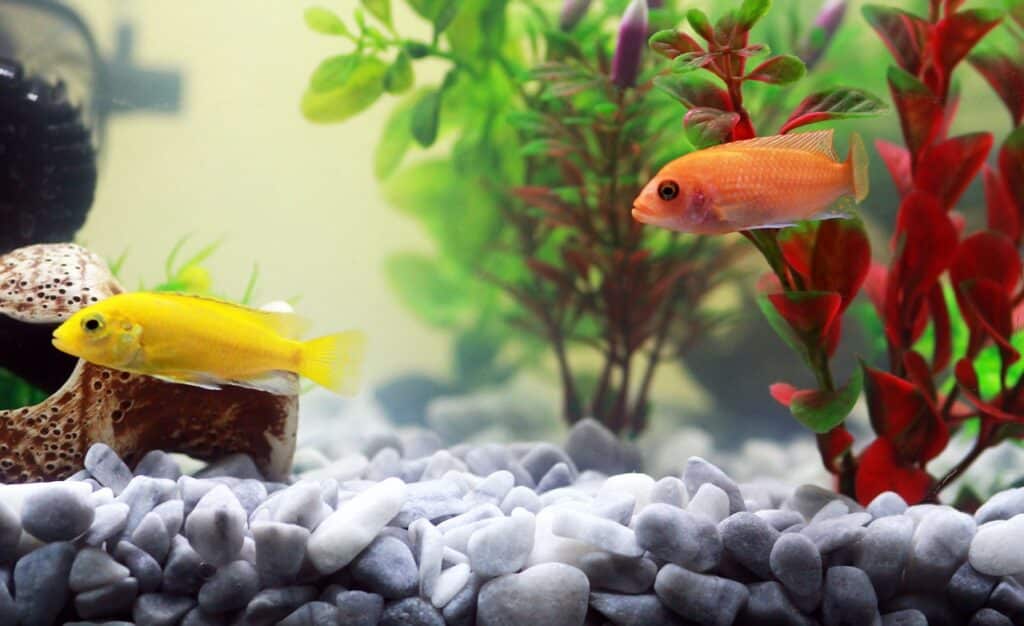 How to Move with Fish and Aquariums- A Comprehensive Guide