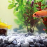 How to Move with Fish and Aquariums- A Comprehensive Guide